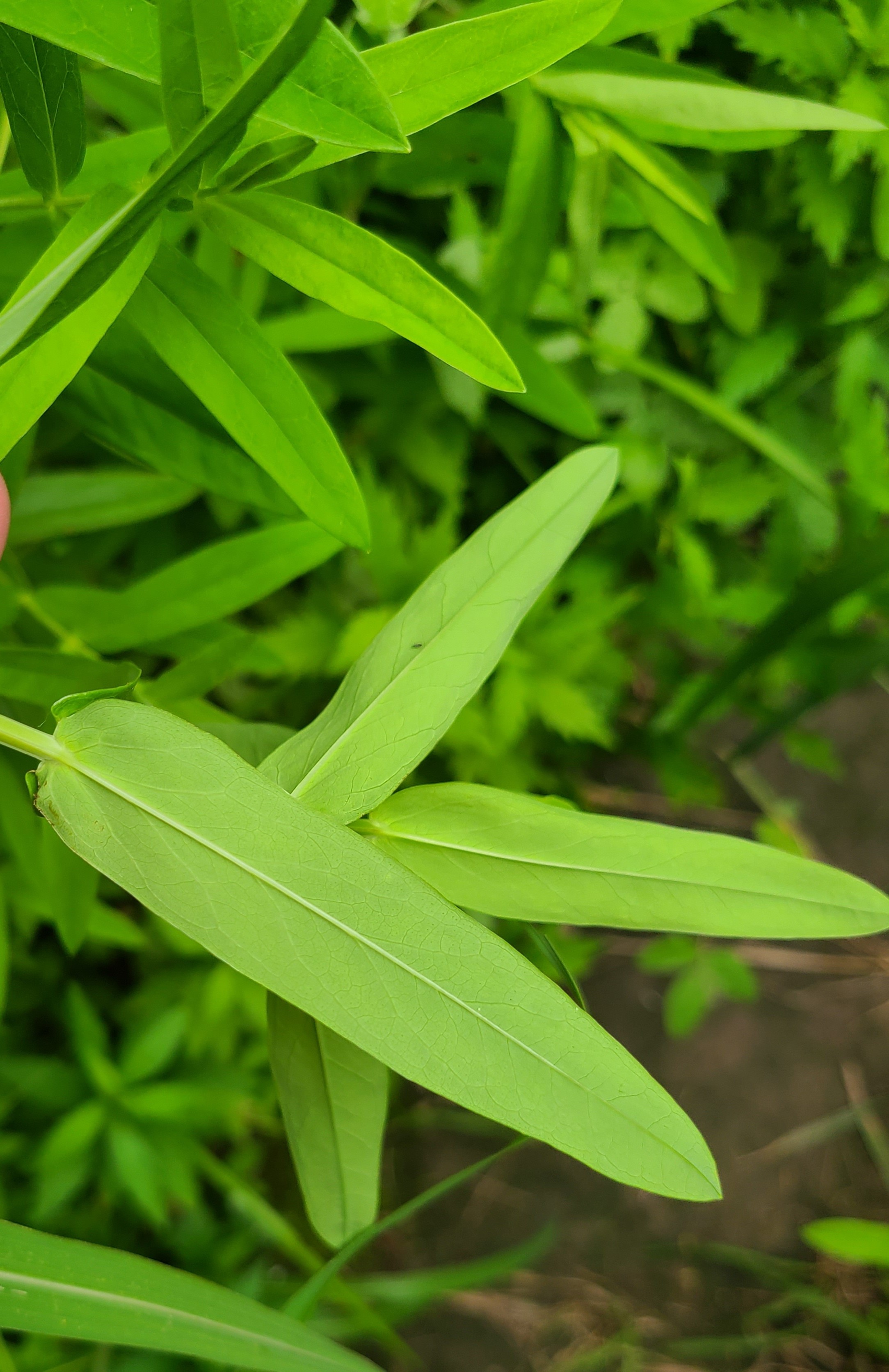 test
